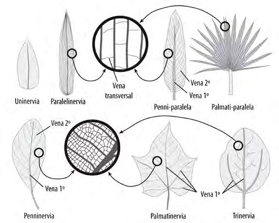 García-Beltrán, Bécquer y Gómez 92 Figura 6.5. Clasificación de las hojas según su nervadura, modificado de Simpson (2006). que parten de la base del limbo, ejemplo: Talipariti elatum (majagua).