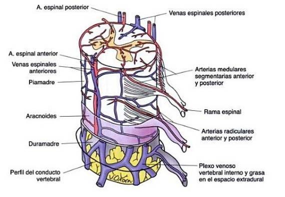 - Alteraciones vasculares o del FSM - Compresión Material