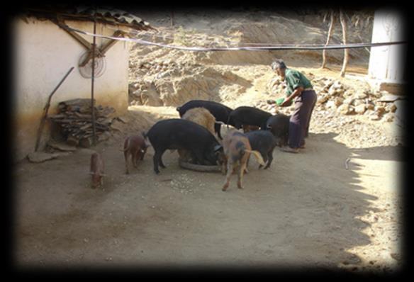 Introducir cerdos de zonas altamente productoras, (Jalisco,