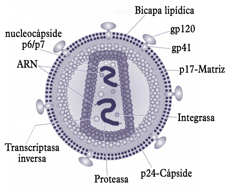 (1) (2) (4) Estructura del VIH - Envueltos, como los retrovirus (virus del VIH o de la gripe), que poseen una membrana lipoproteica (de la célula hospedadora) rodeando la nucleocápsida.