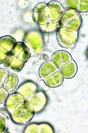 protistas (algas y protozoos) y hongos.