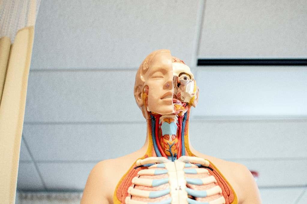 Anatomia - fisiología Aparato digestivo Genética Teoría de la