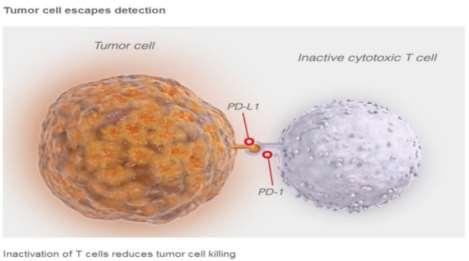 antígenos y otras células inmunes