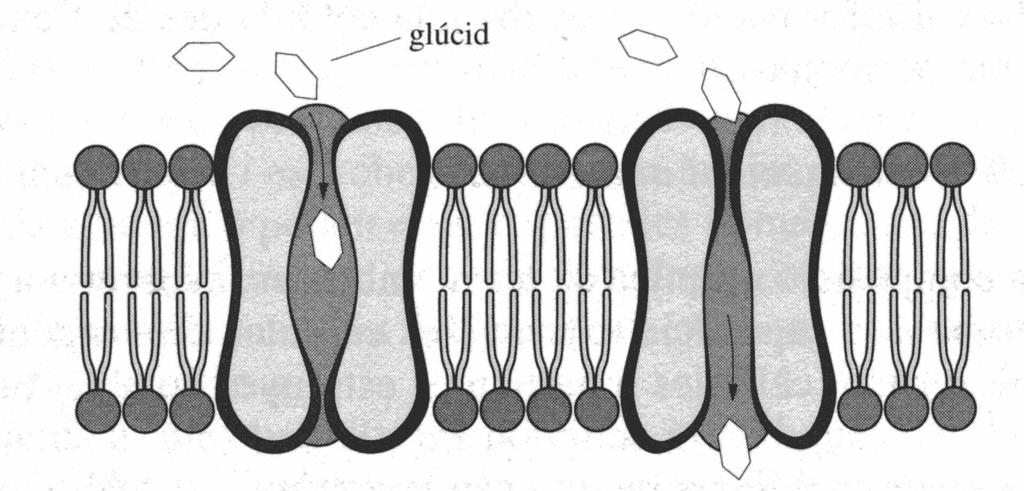 1. El dibuix mostra un fragment de la membrana cel lular: 1.1. Hi ha representats dos tipus de molècules que formen la membrana. Quines són? Els fosfolípids de la bicapa lipídica.
