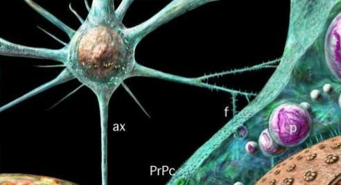 Priones en células nerviosas