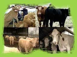 CONTROL Y PREVENCION Impedir la entrada del agente patógeno en la cadena de alimentación animal: *Detección y eliminación de todos los animales afectados o sospechosos.