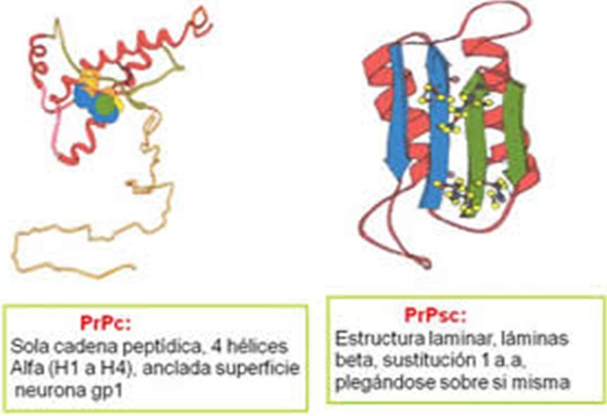 CARACTERÍSTICAS DEL AGENTE ETIOLÓGICO La EEB es causada por una proteína: Prion (PrPc), es una sialoglicoproteína de membrana celular, principalmente en Sistema Nervioso.