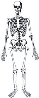 UD1 4 ESQUELETO AXIAL: 80 huesos aproximadamente 1 Huesos de la columna vertebral (raquis): 26 huesos aproximadamente.