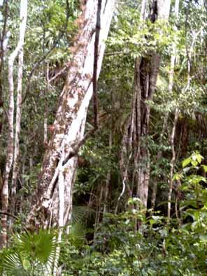 vegetación de selva mediana subperennifolia presente en