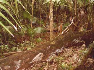 En el área se pueden observar ejemplares de especies maderables, que han sido tirados por fenómenos