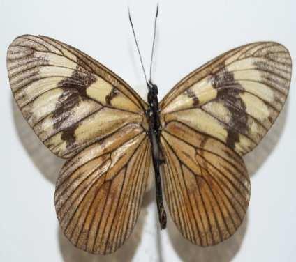 Anexo 2: Ilustraciones de las especies de Lepidópteras (Papilionidae, Pieridae y Nymphalidae) encontradas en Zona