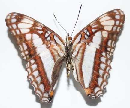 Actinote anteas (Familia: Nymphalidae, Sub-Familia: Acraeinae) Vista dorsal y ventral de Actinote anteas.