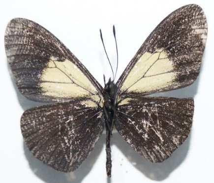 Altinote ozomene (Familia: Nymphalidae, Su-Familia: Heliconiinae) Vista