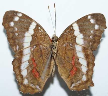 Herrera Altinote ozomene nox (Familia: Nymphalidae, Sub-Familia: