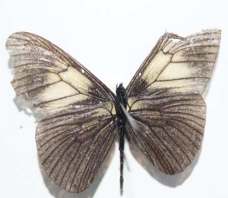 Herrera Anartia fatima (Familia: Nymphalidae, Sus-Familia: Nymphalinae) Vista
