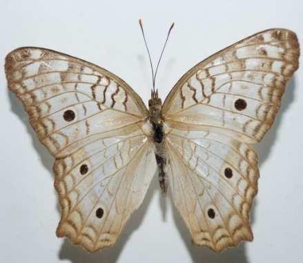 Anartia jatrophae (Familia: Nymphalidae, Sub-Familia: Nymphalinae) Vista dorsal y ventral de