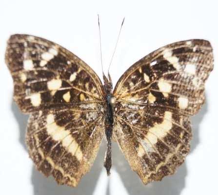 Zeledón Anethia thirza (Familia: Nymphalidae, Sub-Familia: Danainae) Vista dorsal y ventral de