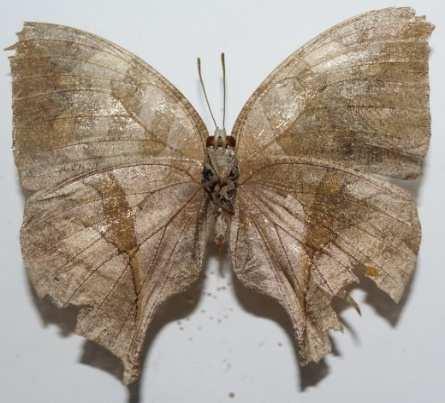 Herrera Chlosyne lacinia (Familia: Nymphalidae, Sub-Familia: Nymphalinae)