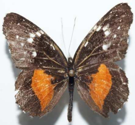 Zeledón Consul electra (Familia: Nymphalidae, Sub-Familia: Charaxinae) Vista