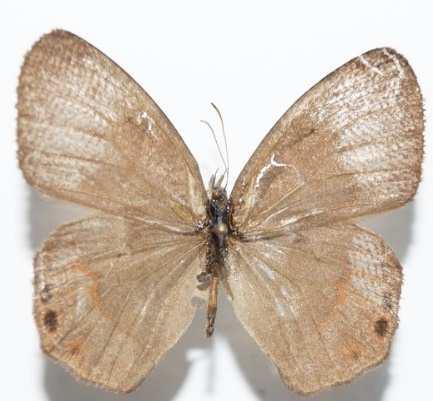 Cyllopsis pephredo (Familia: Nymphalidae, Sub-Familia: Satyrinae) Vista dorsal y ventral de Cyllopsis pephredo.