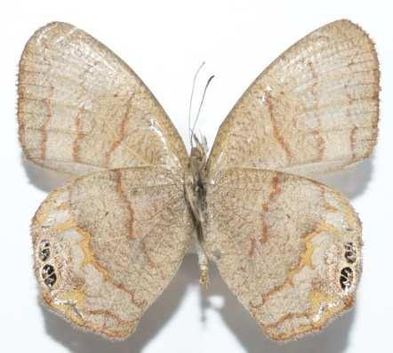 Herrera Danaus eresimus (Familia: Nymphalidae, Sub-Familia: Danainae) Vista dorsal y ventral de Danaus eresimus.