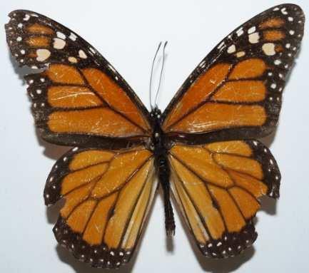 Danaus plexippus (Familia: Nymphalidae, Sub-Familia: Danainae)