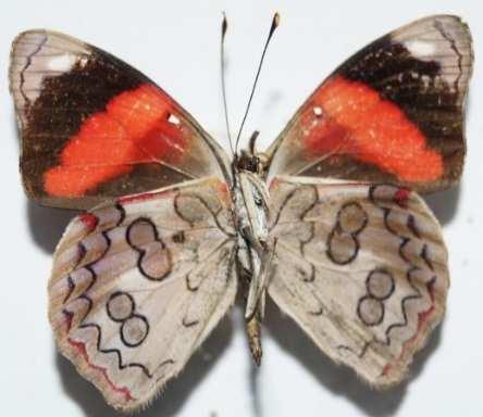 Herrera Diaethria pandama (Familia: Nymphalidae, Sub-Familia:
