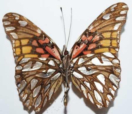 Herrera Dircenna jemina (Familia: Nymphalidae, Sub-Familia: Ithomiinae) Vista dorsal y ventral de