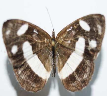 Dryas iulia (Familia: Nymphalidae, Sub-Familia: Heliconiinae) Vista dorsal y ventral de Dryas