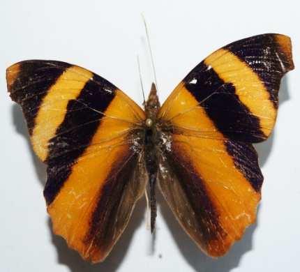 Epiphile adrasta (Familia: Nymphalidae, Sub-Familia: Eurytelinae) Vista dorsal y ventral de Epiphile