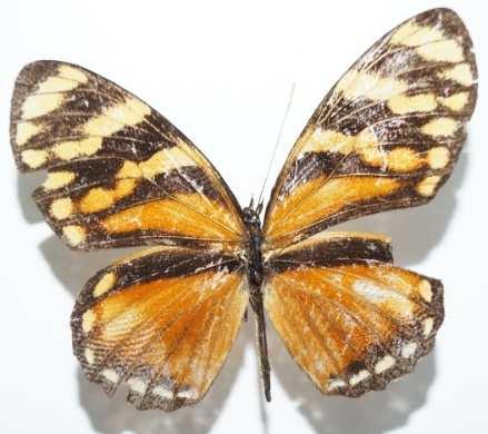 Zeledón Eresia ithomioides alsina (Familia: Nymphalidae, Sub-Familia: Melitaeinae) Vista dorsal y