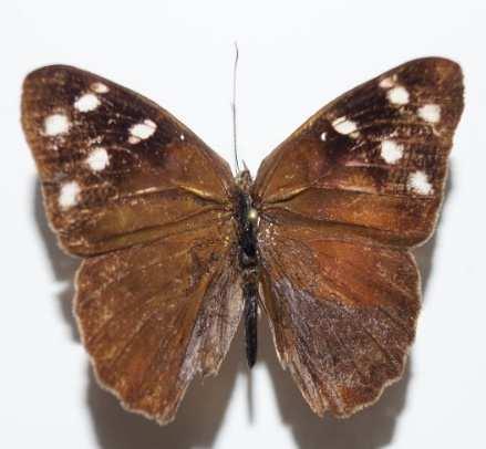 Eueides isabella eva (Familia: Nymphalidae, Sub-Familia: Heliconiinae) Vista dorsal y ventral de Eueides isabella eva.