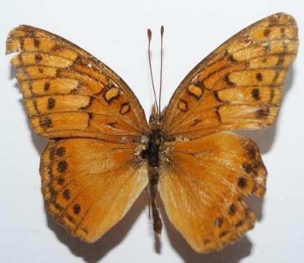 Fotografía tomada por: F. Zeledón Eunica monima (Familia: Nymphalidae, Sub-Familia: Eurytelinae) Vista dorsal y ventral de Eunica monima.