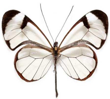 Herrera Greta morgane oto (Familia: Nymphalidae, Sub-Familia: Ithomiinae) Vista