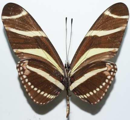 Heliconius charithonius (Familia: Nymphalidae, Sub-Familia: Heliconiinae) Vista dorsal y ventral de Heliconius charithonius.