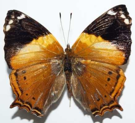 Hypanartia godmanii (Familia: Nymphalidae, Sub-Familia: