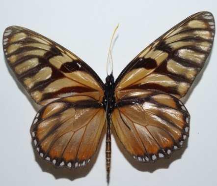 Lycorea ilione albescens (Familia: Nymphalidae, Sub-Familia: Danainae) Vista dorsal y ventral de Lycorea albescens.
