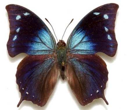 Memphis arginussa eubaena (Familia: Nymphalidae, Sub-Familia: Charaxinae) Vista dorsal y ventral