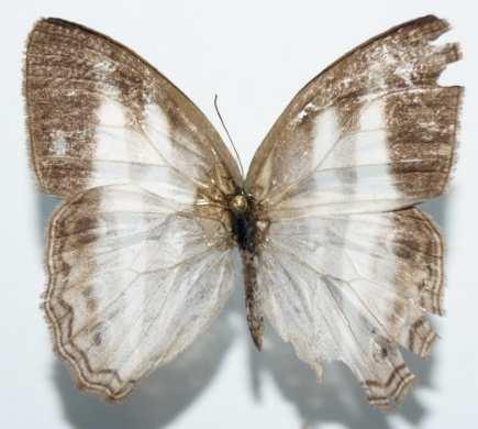 Pareuptychia ocirrhoe (Familia: Nymphalidae, Sub-Familia: Satyrinae) Vista dorsal y ventral de