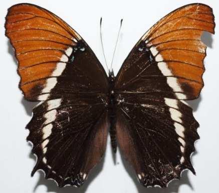 Zeledón Pycina zamba (Familia: Nymphalidae, Sub-Familia: Nymphalinae) Vista dorsal y ventral de