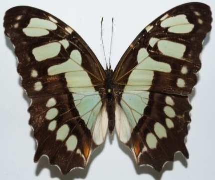 Siproeta stelenes (Familia: Nymphalidae, Sub-Familia: Nymphalinae)