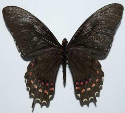 Heraclides erostratus (Familia: Papilionidae, Sub-Familia: Papilioninae) Vista dorsal y ventral de Heraclides erostratus.