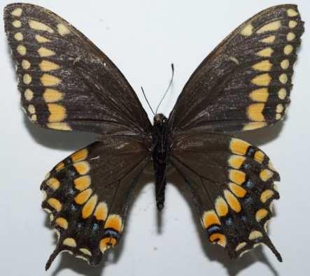 Herrera Heraclides paeon (Familia: Papilionidae, Sub-Familia: Papilioninae) Vista dorsal y ventral de Heraclides paeon.