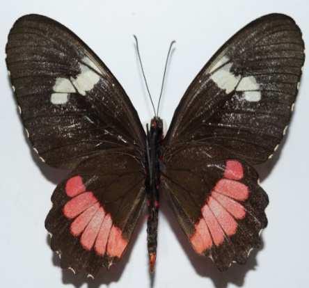 Parides iphidamas (Familia: Papilionidae, Sub-Familia: Papilioninae) Vista dorsal y ventral de Parides iphidamas.