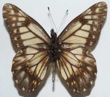 Zeledón Catasticta nimbice (Familia: Pieridae, Sub-Familia: