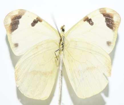Zeledón Enantia albina amalia (Familia: Pieridae, Sub-Familia: Dismorphiinae)