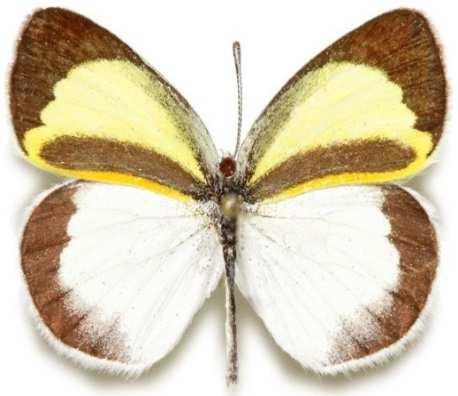 (Familia: Pieridae, Sub-Familia: Coliadinae) Vista dorsal y ventral de Eurema