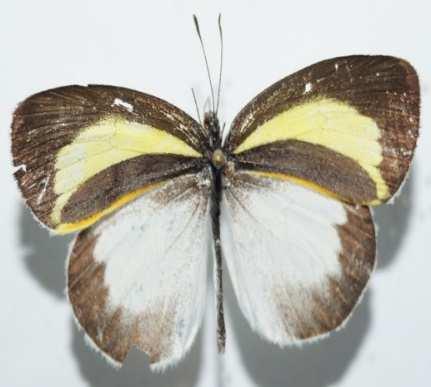 Eurema daira (Familia: Pieridae, Sub-Familia: Coliadinae) Vista