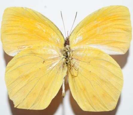 Herrera Eurema proterpia (Familia: Pieridae, Sub-Familia: