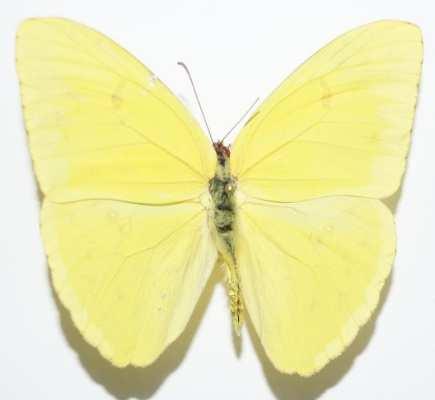 Phoebis sennae marcellina (Familia: Pieridae, Sub-Familia: Coliadinae)